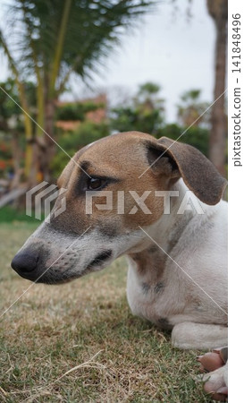 Close-up portrait of a resting dog, beautiful animal photography for pet care and well-being , animal concept Close-up portrait of a resting dog, beautiful animal photography for pet care and well-being , animal concept 141848496