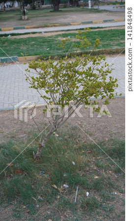 Small green tree in a park, natural outdoor photography for gardening and environmental design , nature concept 141848498