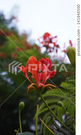 Vibrant red flower with green leaves, beautiful nature photography for floral design and garden , floral concept Vibrant red flower with green leaves, beautiful nature photography for floral design and garden , floral concept 141848500