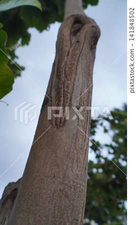 Detail of tree bark texture, natural wood background for forest and environmental nature projects , ecology concept Detail of tree bark texture, natural wood background for forest and environmental nature projects , ecology concept 141848502