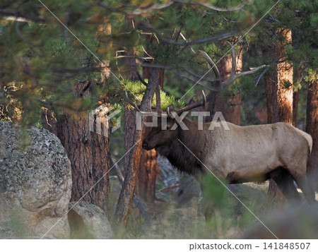 Elk in heat polishing their antlers in a pine forest 141848507