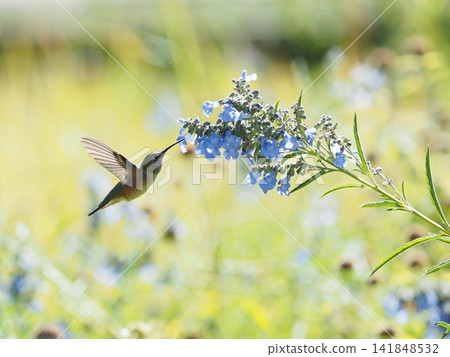 A female broad-tailed hummingbird hovers and sips nectar from a blue flower. A female broad-tailed hummingbird hovers and sips nectar from a blue flower. 141848532
