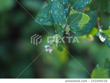 Snowberry flowers and leaves with water droplets on them Snowberry flowers and leaves with water droplets on them 141848538