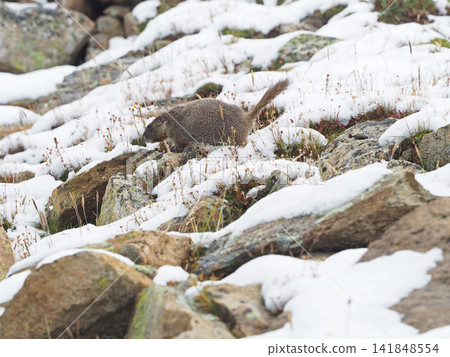 Marmots running around on a rocky slope after a sudden snowfall Marmots running around on a rocky slope after a sudden snowfall 141848554