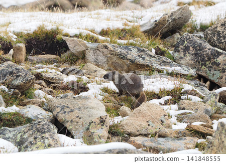 A marmot looks around on a rocky area after a sudden snowfall. A marmot looks around on a rocky area after a sudden snowfall. 141848555