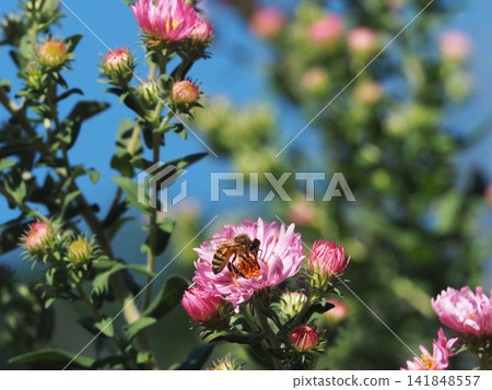 A vibrant pink aster flower and a bee sipping its nectar. A vibrant pink aster flower and a bee sipping its nectar. 141848557