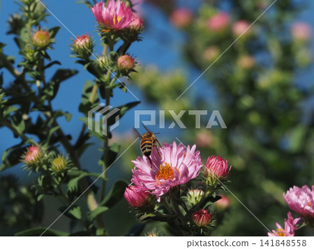 Bright pink aster flowers and a bee Bright pink aster flowers and a bee 141848558