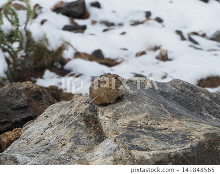 After a sudden snowfall, a cute American pika curls up on a rock. After a sudden snowfall, a cute American pika curls up on a rock. 141848565