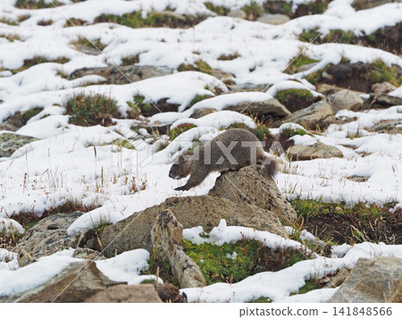 Marmots running around on rocky terrain after a sudden snowfall in the summer mountains. Marmots running around on rocky terrain after a sudden snowfall in the summer mountains. 141848566