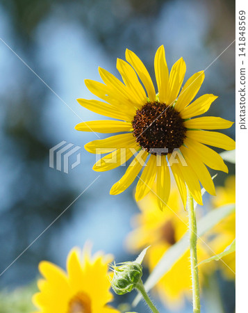 一張夏日黃色向日葵的特寫。 一張夏日黃色向日葵的特寫。 141848569
