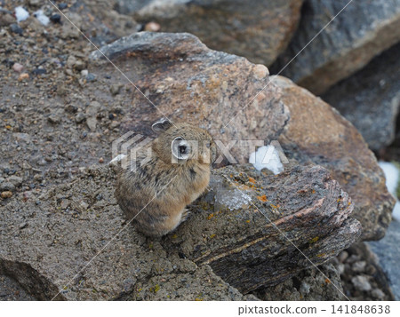An American pika curled up and motionless on a rock. An American pika curled up and motionless on a rock. 141848638