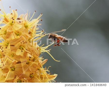 A honeybee flies, carrying pollen on its legs towards a yellow Eremurus flower. A honeybee flies, carrying pollen on its legs towards a yellow Eremurus flower. 141848640