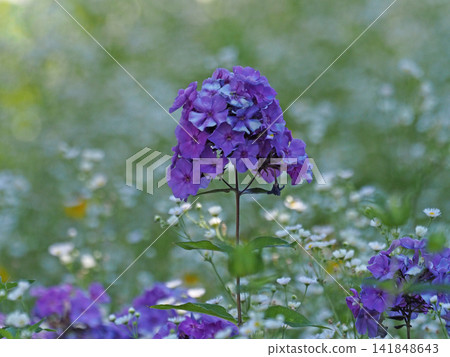 A landscape with purple Phlox baniculata flowers. A landscape with purple Phlox baniculata flowers. 141848643