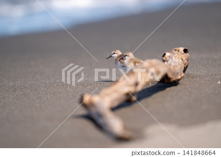 A red-eared hawk resting its wings on the beach A red-eared hawk resting its wings on the beach 141848664