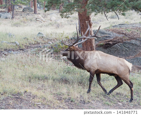 A magnificent elk with impressive antlers strolls leisurely down the slope. A magnificent elk with impressive antlers strolls leisurely down the slope. 141848771