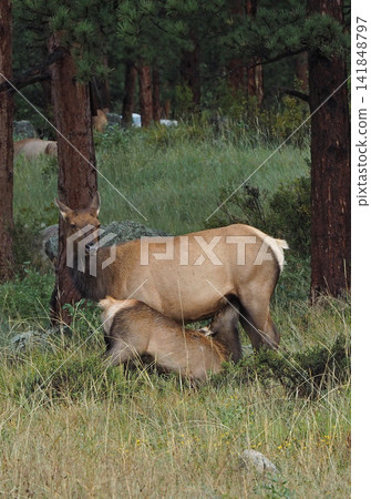 A baby elk nursing from its mother in the forest. A baby elk nursing from its mother in the forest. 141848797
