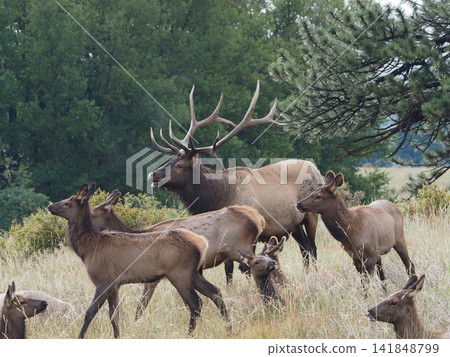 A magnificent male elk leading a herd of females. A magnificent male elk leading a herd of females. 141848799
