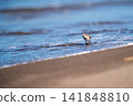 Tonen looking for food at the beach 141848810