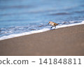 Tonen looking for food at the beach 141848811