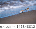 Tonen looking for food at the beach 141848812