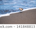 Tonen looking for food at the beach 141848813