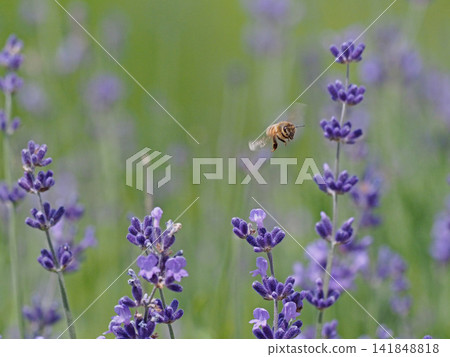 Honeybees flying around a field of lavender flowers Honeybees flying around a field of lavender flowers 141848818