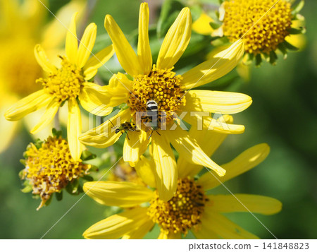 黃色的星狀銀蓮花、Agapostemon 和黃瓜甲蟲正在吸食它們的花蜜。 141848823