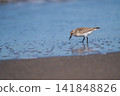 Tonen looking for food at the beach 141848826