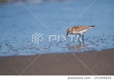 遠念在海邊尋找食物 遠念在海邊尋找食物 141848826