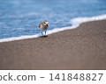 Tonen looking for food at the beach 141848827