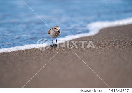遠念在海邊尋找食物 遠念在海邊尋找食物 141848827