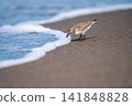 Tonen looking for food at the beach 141848828