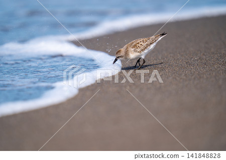 遠念在海邊尋找食物 遠念在海邊尋找食物 141848828