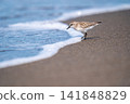 Tonen looking for food at the beach 141848829