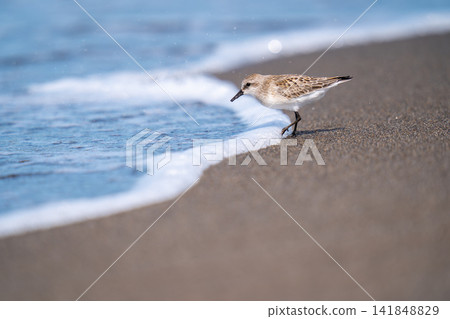 遠念在海邊尋找食物 遠念在海邊尋找食物 141848829