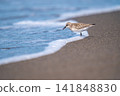 Tonen looking for food at the beach 141848830