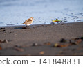 Little Stint resting its wings at the water's edge 141848831
