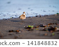 Little Stint resting its wings at the water's edge 141848832