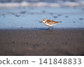 Tonen looking for food at the beach 141848833