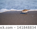 Tonen looking for food at the beach 141848834