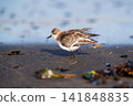 Little Stint resting its wings at the water's edge 141848835