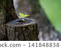 Young leaves sprouting from the tree stump 141848838