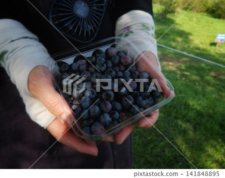 A woman's hands holding a pack full of freshly harvested blueberries. A woman's hands holding a pack full of freshly harvested blueberries. 141848895