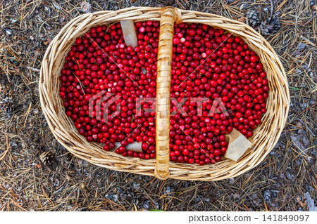 Overhead closeup of a woven wicker basket filled with freshly picked ripe red lingonberries near Vilniemi in Hamina, Finland. Selctive focus Overhead closeup of a woven wicker basket filled with freshly picked ripe red lingonberries near Vilniemi in Hamina, Finland. Selctive focus 141849097