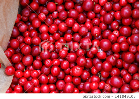 Top view of colorful texture of freshly picked wild lingonberries in Finland Top view of colorful texture of freshly picked wild lingonberries in Finland 141849103