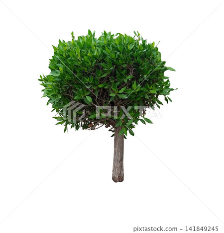 Isolated small green tree with a perfectly round thick foliage canopy standing alone Isolated small green tree with a perfectly round thick foliage canopy standing alone 141849245