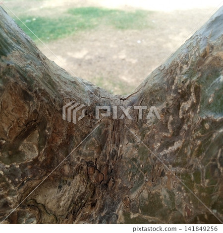 Thick textured tree trunk bark forming a distinctive V shape crotch viewed from a close up perspective in bright daylight 141849256