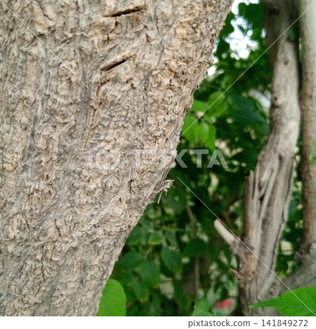 Rough brown textured tree trunk bark in sharp focus with heavily blurred green natural leafy foliage in the background Rough brown textured tree trunk bark in sharp focus with heavily blurred green natural leafy foliage in the background 141849272