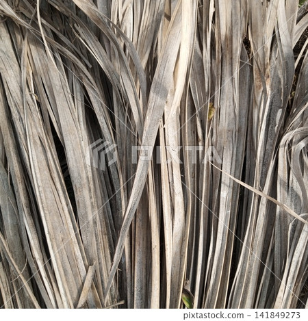 Dry dead palm tree leaves texture pattern close up view showing long narrow grey and brown organic vertical natural stripes Dry dead palm tree leaves texture pattern close up view showing long narrow grey and brown organic vertical natural stripes 141849273