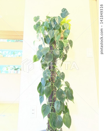 心葉金魚草(特大號,10英寸盆),帶支架的室內植物,心形葉片,室內裝飾,客廳 心葉金魚草(特大號,10英寸盆),帶支架的室內植物,心形葉片,室內裝飾,客廳 141849316